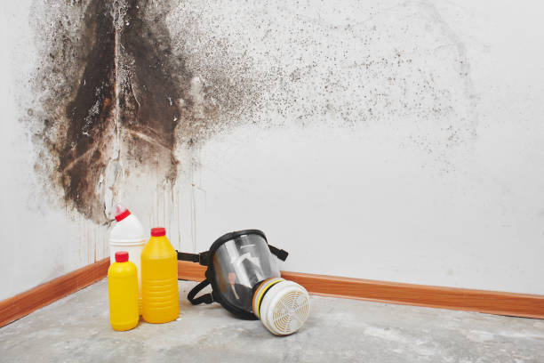 Best Emergency Mold Removal  in Maywood, NJ