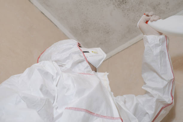 Best Fast Mold Removal  in Maywood, NJ