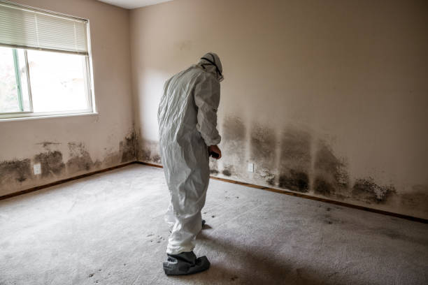 Crawl Space Mold Removal in Maywood, NJ