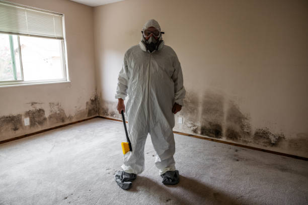 Best Professional Mold Removal  in Maywood, NJ