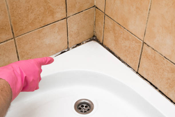Best Mold Remediation  in Maywood, NJ