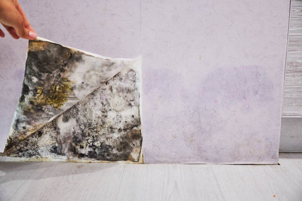 Best Local Mold Removal Service  in Maywood, NJ